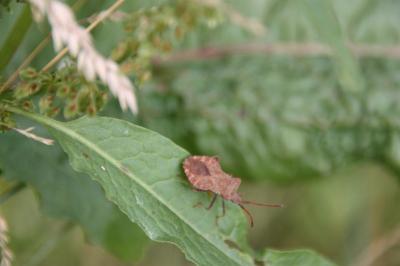 <i>Coreus marginatus</i>
