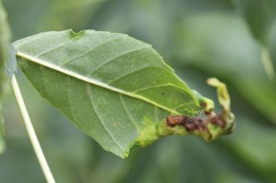 <i>Psyllopsis</i>