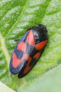 <i>Cercopis vulnerata</i>