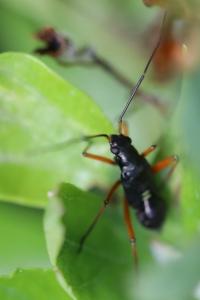 <i>Miris striatus</i>