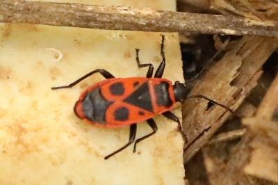 <i>Pyrrhocoris apterus</i>