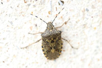 <i>Rhaphigaster nebulosa</i>