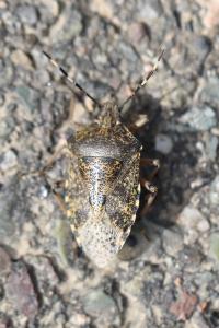 <i>Rhaphigaster nebulosa</i>