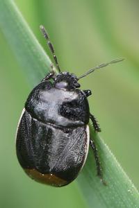Legnotus limbosus