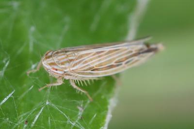 <i>Mocydia crocea</i>