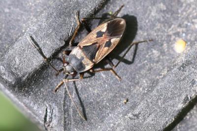 <i>Rhyparochromus vulgaris</i>