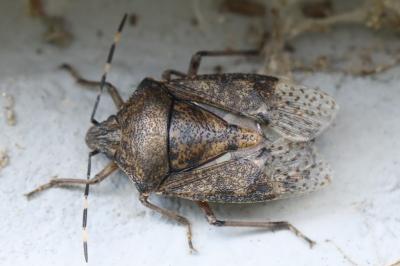 <i>Rhaphigaster nebulosa</i>