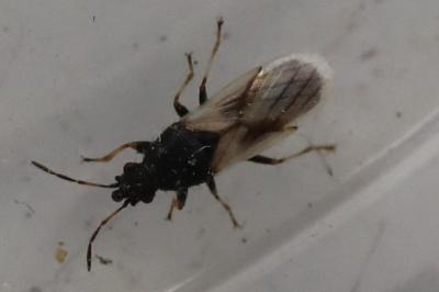 Metopoplax ditomoides