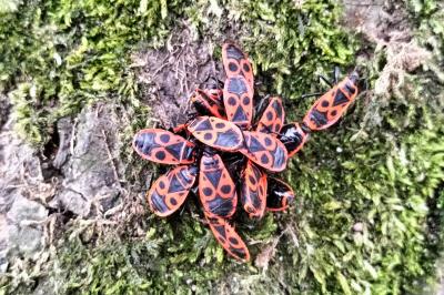 <i>Pyrrhocoris apterus</i>