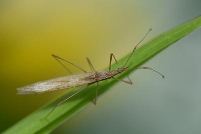 <i>Berytinus hirticornis</i>