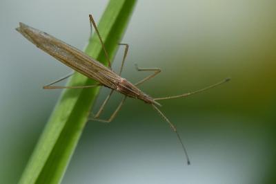 <i>Berytinus hirticornis</i>