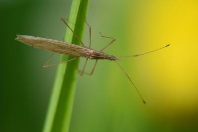 Berytinus hirticornis