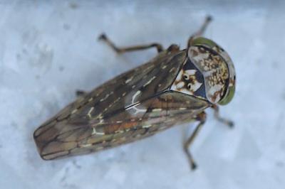 <i>Acericerus</i>