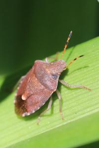 <i>Peribalus strictus vernalis</i>