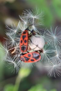 <i>Pyrrhocoris apterus</i>