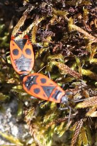 <i>Pyrrhocoris apterus</i>