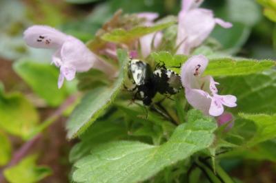 <i>Tritomegas bicolor</i>
