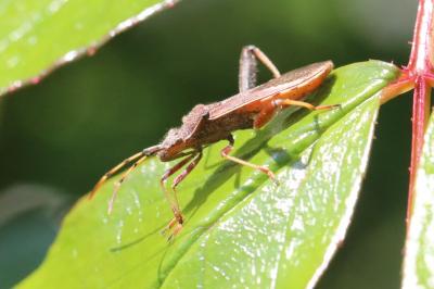 <i>Camptopus lateralis</i>
