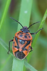 <i>Eurydema ornata</i>