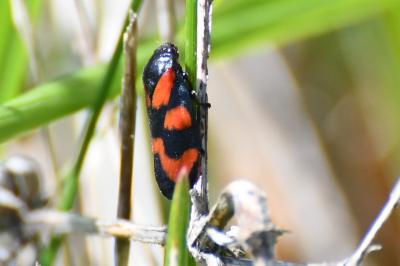 <i>Cercopis vulnerata</i>