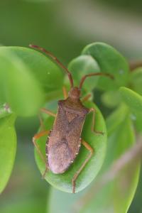 <i>Gonocerus acuteangulatus</i>