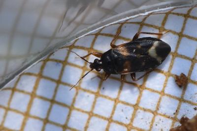 <i>Lyctocoris dimidiatus</i>