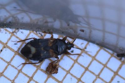 <i>Lyctocoris dimidiatus</i>