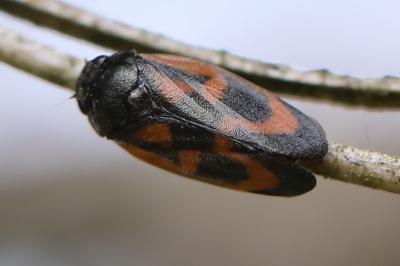 <i>Haematoloma dorsata</i>
