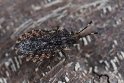 <i>Aradus ribauti</i>