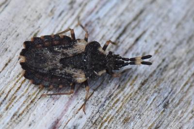 <i>Aradus versicolor</i>