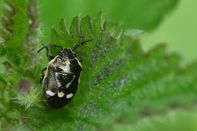 <i>Eurydema oleracea</i>