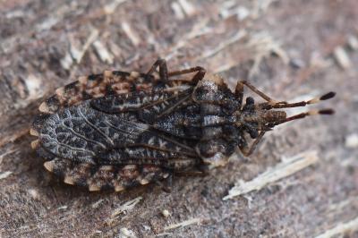 <i>Aradus ribauti</i>