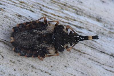 <i>Aradus versicolor</i>