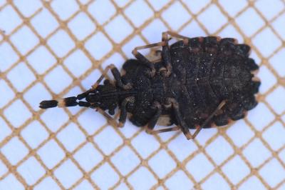 <i>Aradus versicolor</i>