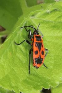 <i>Pyrrhocoris apterus</i>
