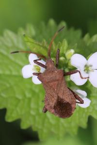 <i>Coreus marginatus</i>