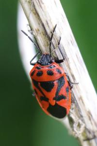 <i>Eurydema ornata</i>