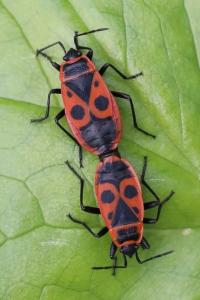 <i>Pyrrhocoris apterus</i>