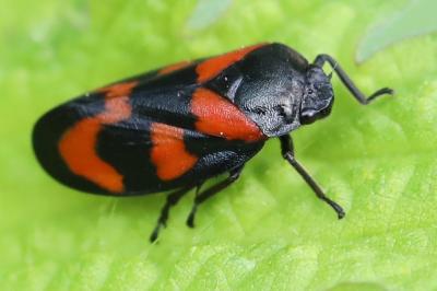 <i>Cercopis vulnerata</i>