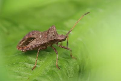 <i>Coreus marginatus</i>