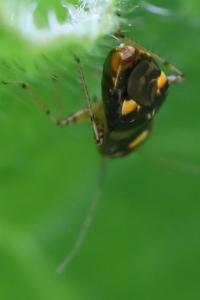 <i>Liocoris tripustulatus</i>