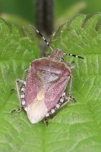 <i>Dolycoris baccarum</i>