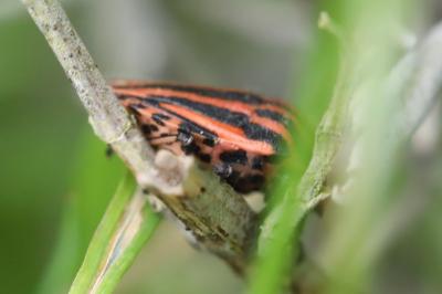 <i>Graphosoma italicum</i>