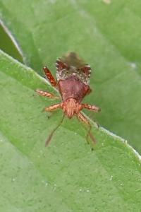 <i>Rhopalus subrufus</i>