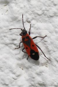 <i>Melanocoryphus albomaculatus</i>
