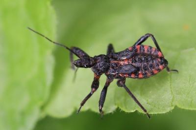 <i>Rhynocoris annulatus</i>