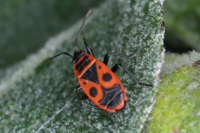 <i>Pyrrhocoris apterus</i>