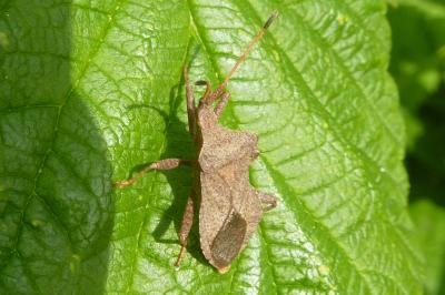 <i>Coreus marginatus</i>