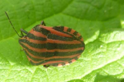 <i>Graphosoma italicum</i>