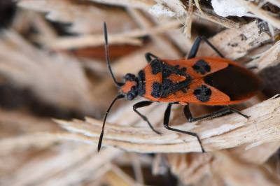 <i>Corizus hyoscyami</i>